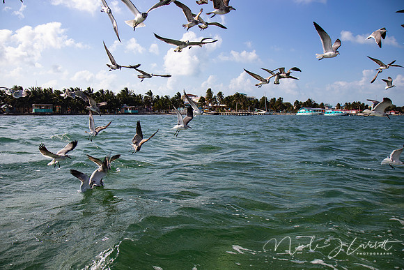 BZE - IMG_7143