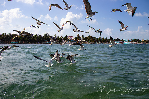 BZE - IMG_7144